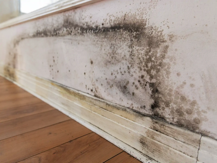 Why Basement Moisture Is a Serious Problem for Homeowners